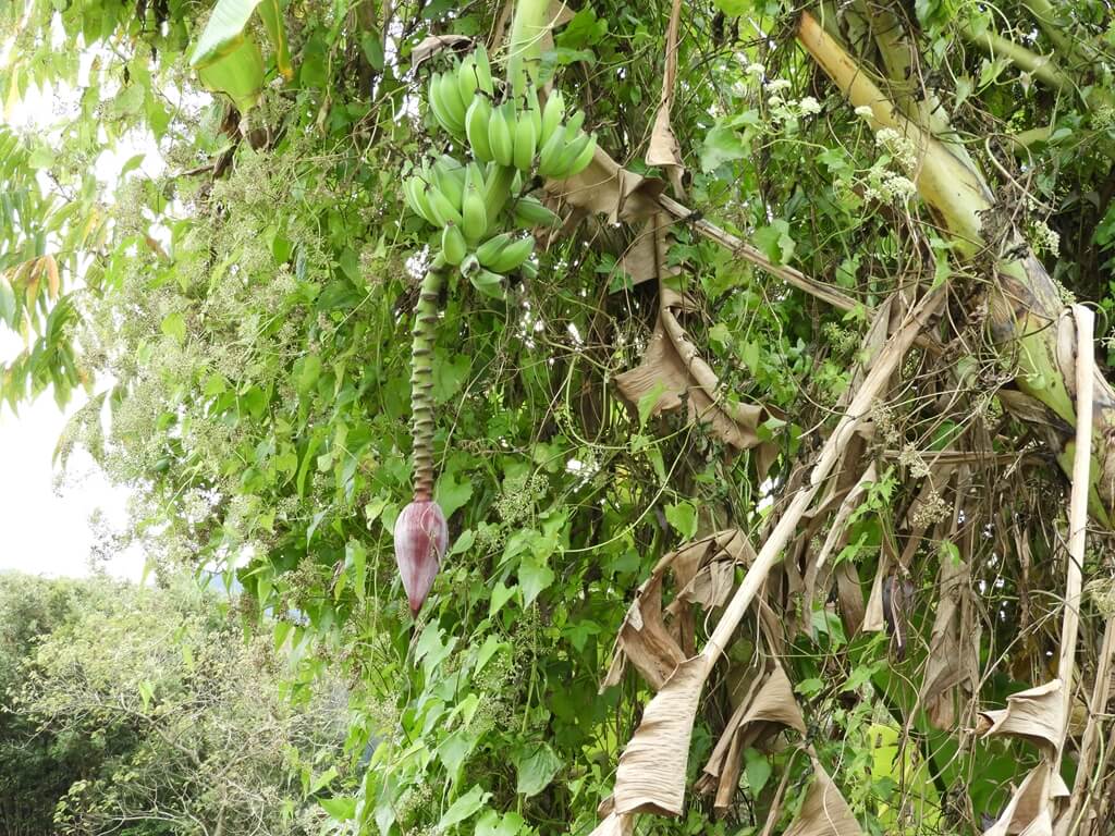 好時節農莊的圖片：香蕉樹開花