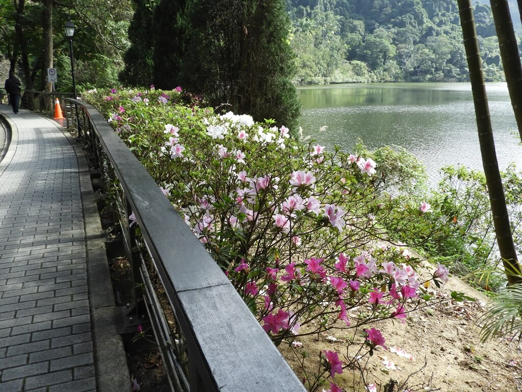 慈湖陵寢（前慈湖）的圖片：前慈湖步道旁的杜鵑花盛開