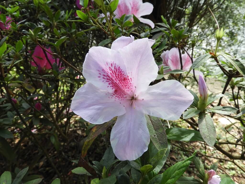 慈湖陵寢（前慈湖）的圖片：白色杜鵑花