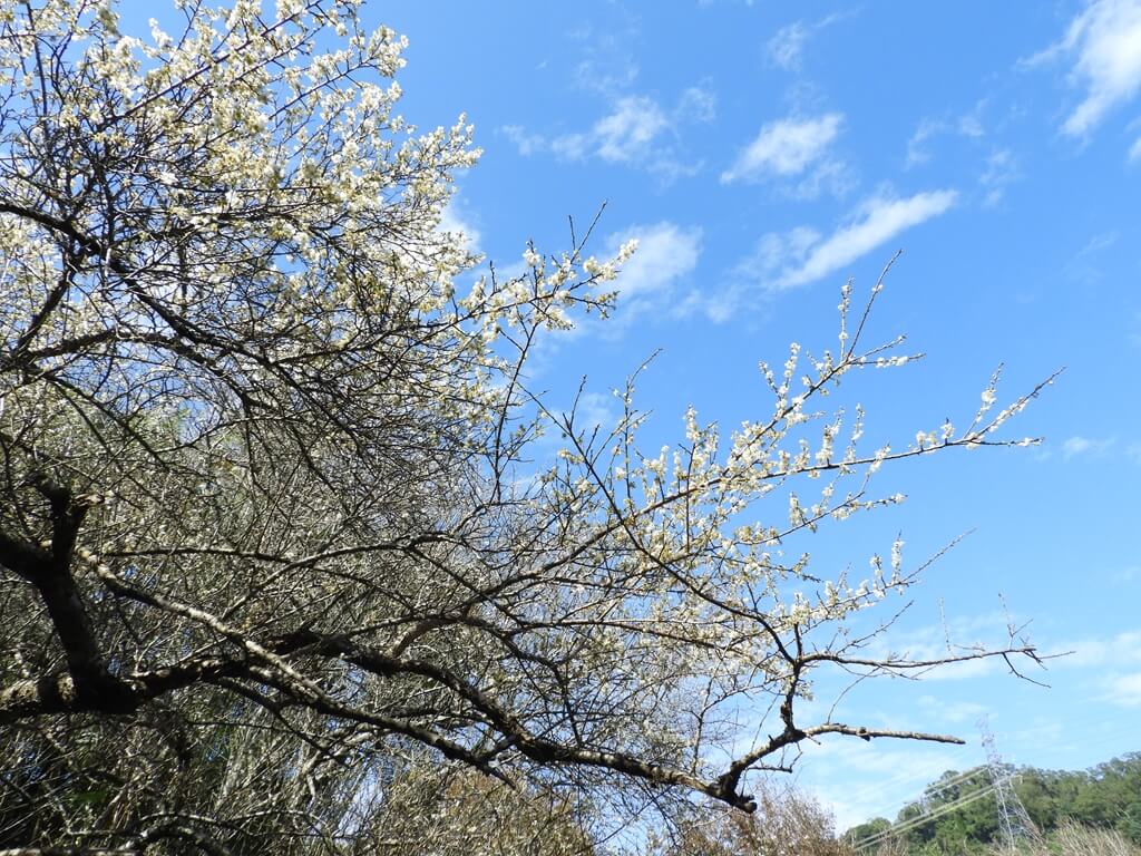 慈湖陵寢（前慈湖）的圖片：藍天下盛開的梅花
