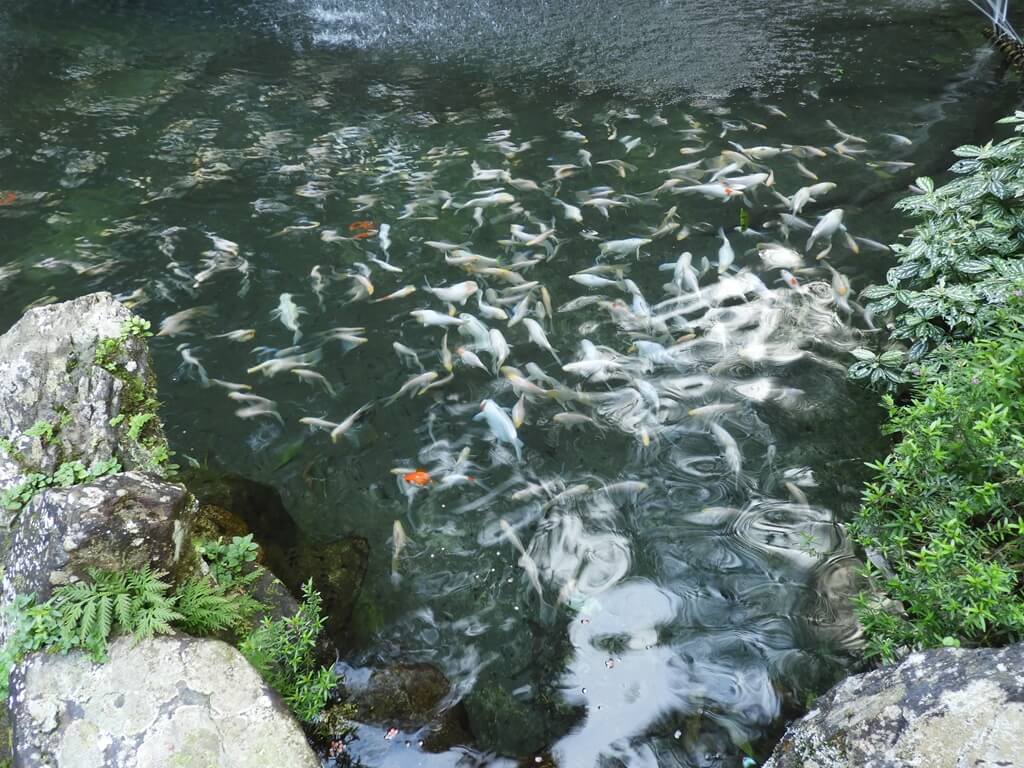 雲仙樂園的圖片：清澈水裡有許多白色錦鯉魚