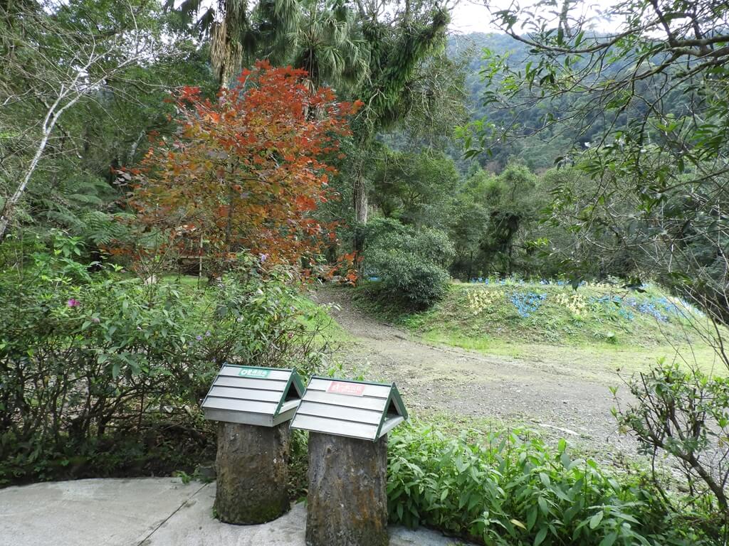 雲仙樂園的圖片：美麗的楓樹