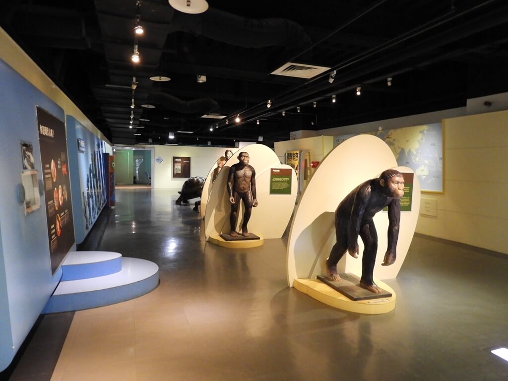 國立臺灣科學教育館的圖片：人類進化史展區及猿人模型