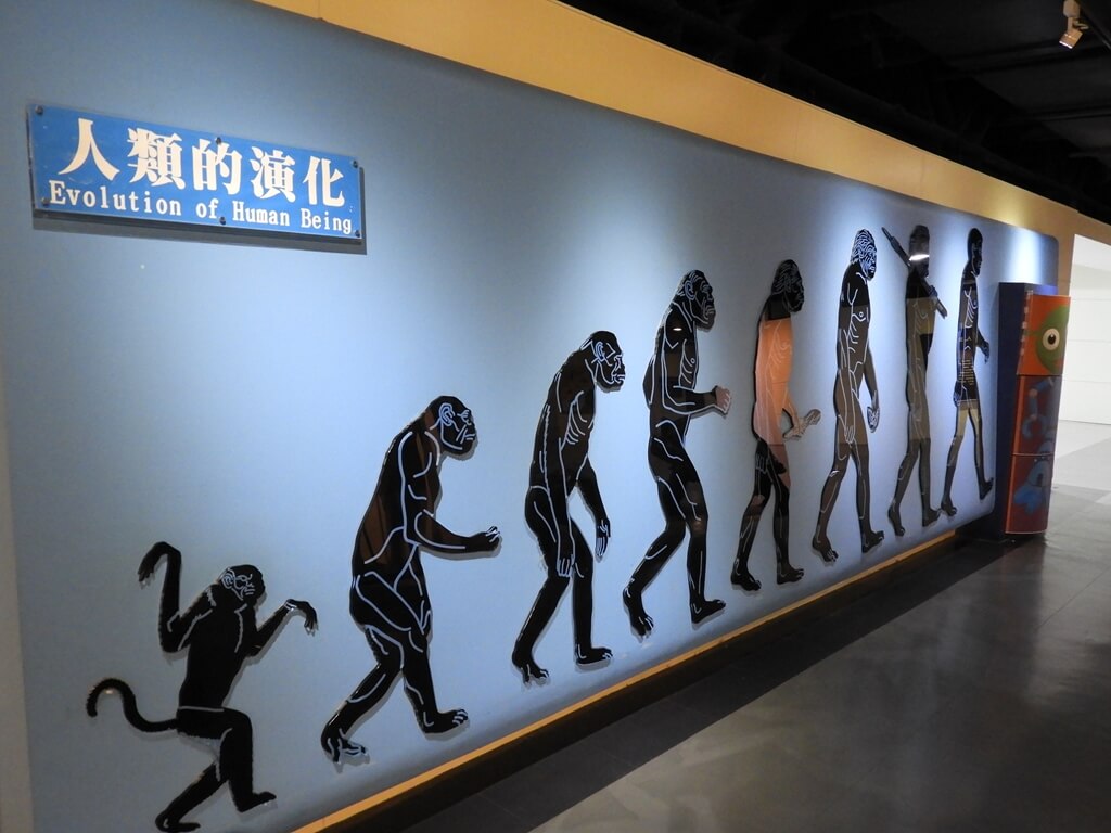 國立臺灣科學教育館的圖片：人類的演化示意圖，從猴子開始