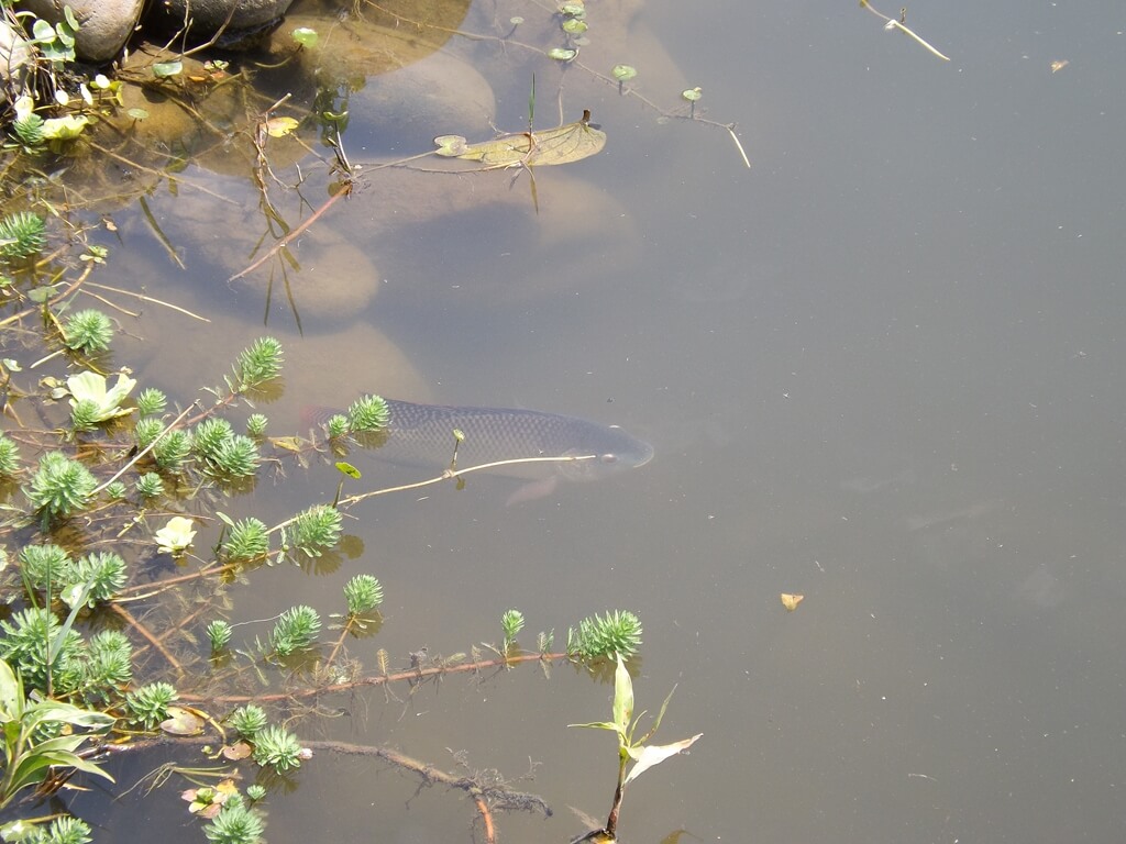青塘園的圖片：清澈的埤塘水可以看到吳郭魚
