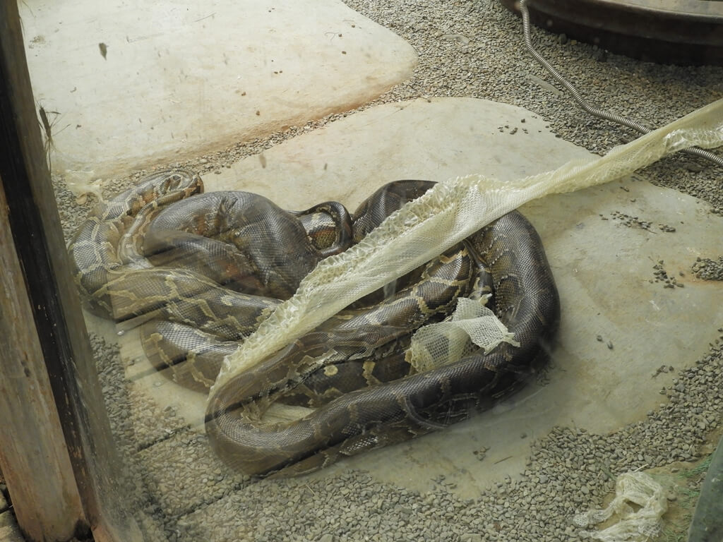 綠世界生態農場的圖片：在地上脫皮的蟒蛇