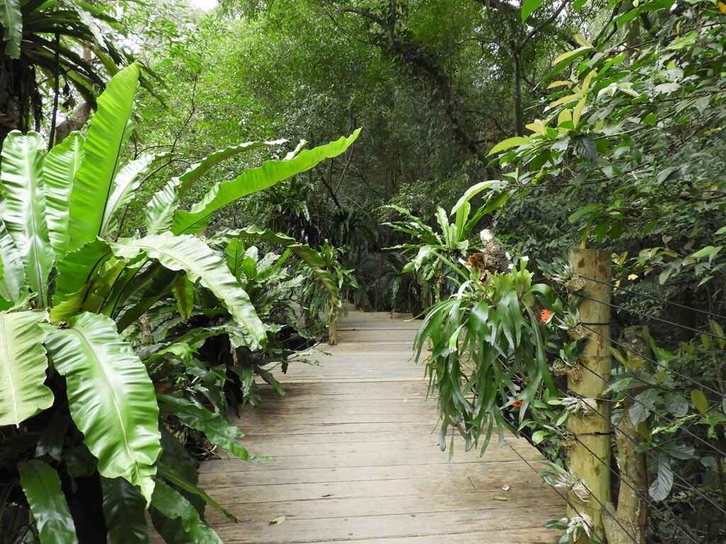 綠世界生態農場的圖片：熱帶雨林空中步道是木棧道