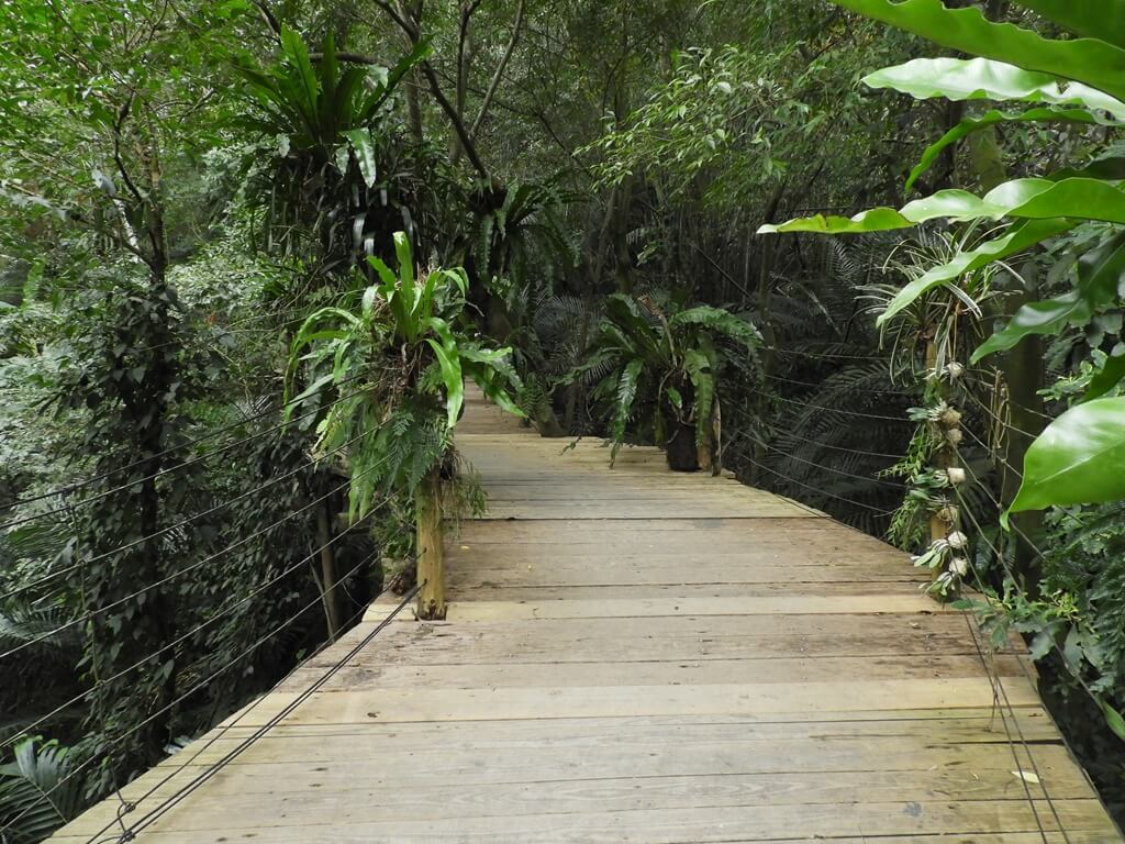 綠世界生態農場的圖片：走的太快或人太多時，雨林步道會有搖晃感