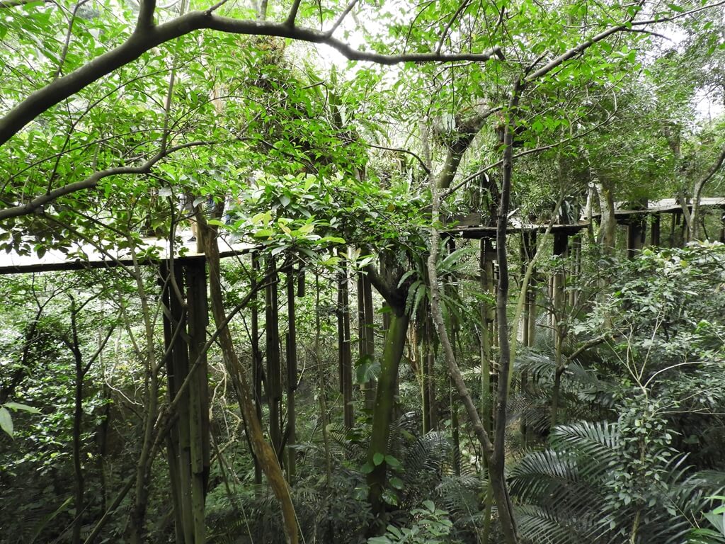 綠世界生態農場的圖片：用樹幹架起的空中熱帶雨林步道