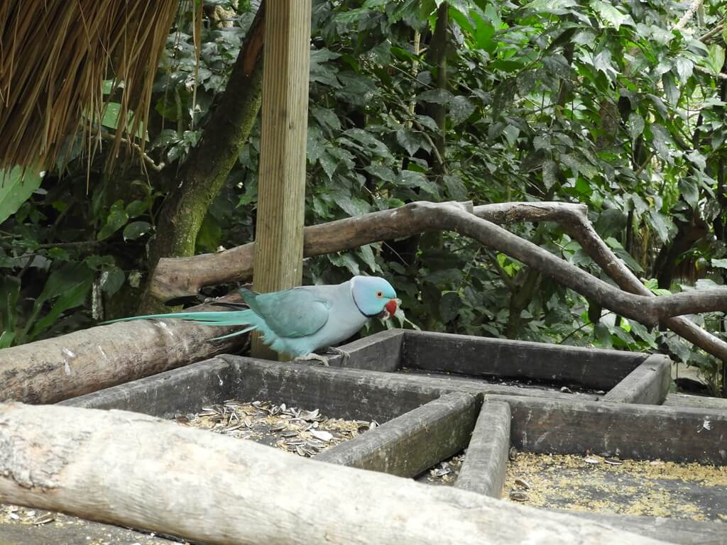 綠世界生態農場的圖片：藍月輪鸚鵡