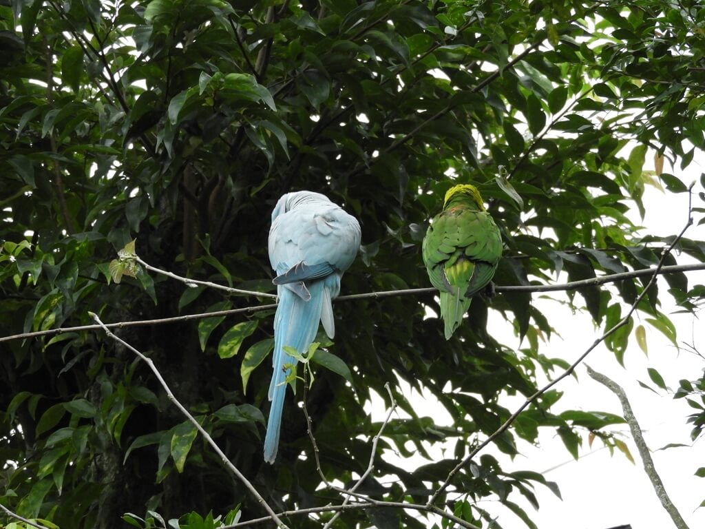 綠世界生態農場的圖片：兩隻樹梢上的鸚鵡，背對觀眾