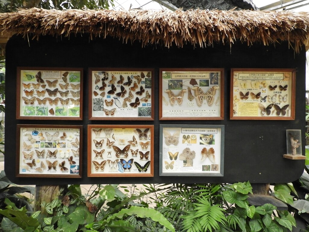 綠世界生態農場的圖片：各式各樣的蝴蝶標本收藏