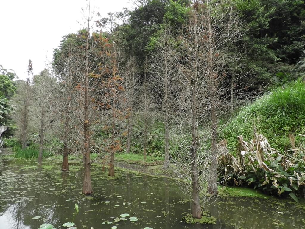 綠世界生態農場的圖片：水中的落羽松，初春只剩樹枝（123659751）