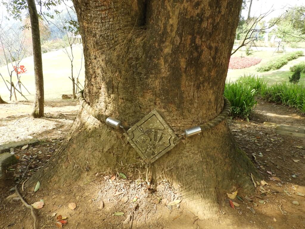 角板山風景區的圖片：樟樹上綑著一圈麻繩及平字板