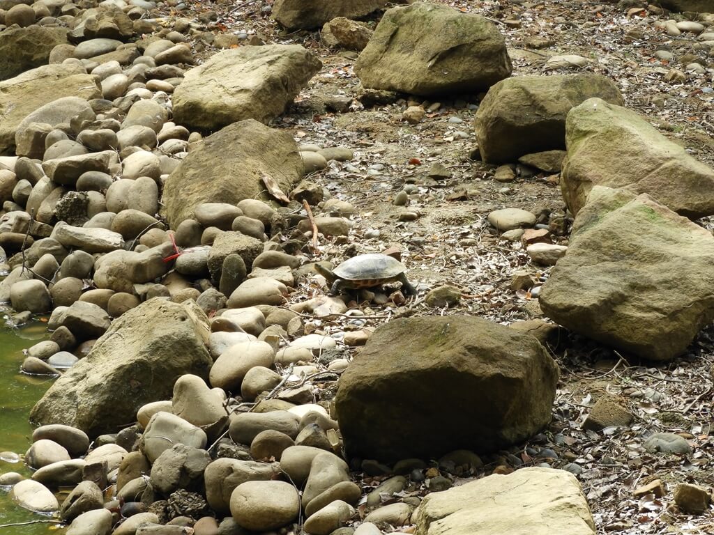 角板山風景區的圖片：角板山生態池泥土地上的烏龜