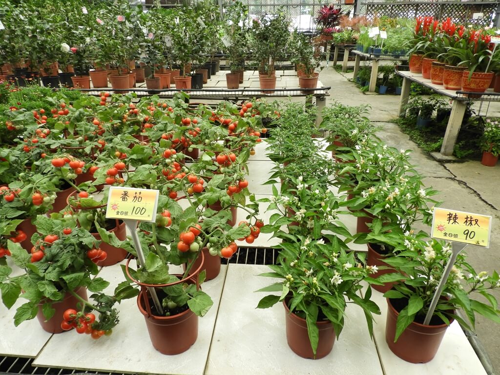 天御花園的圖片：番茄、辣椒盆栽
