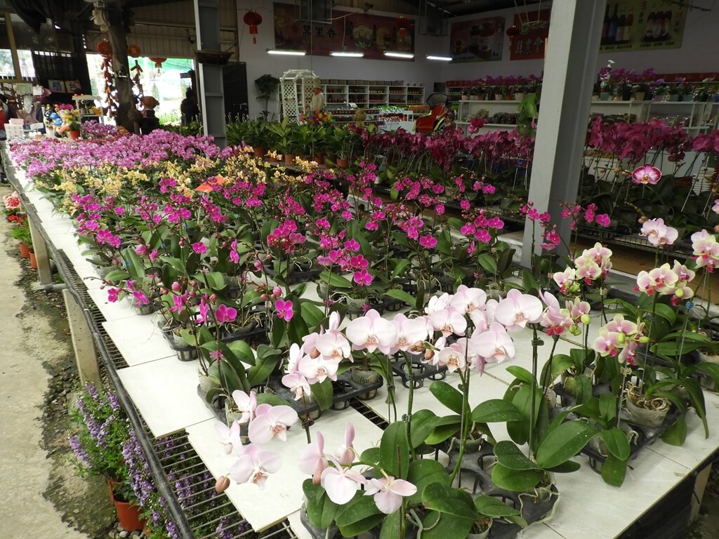天御花園的圖片：各式各樣的蘭花展售區