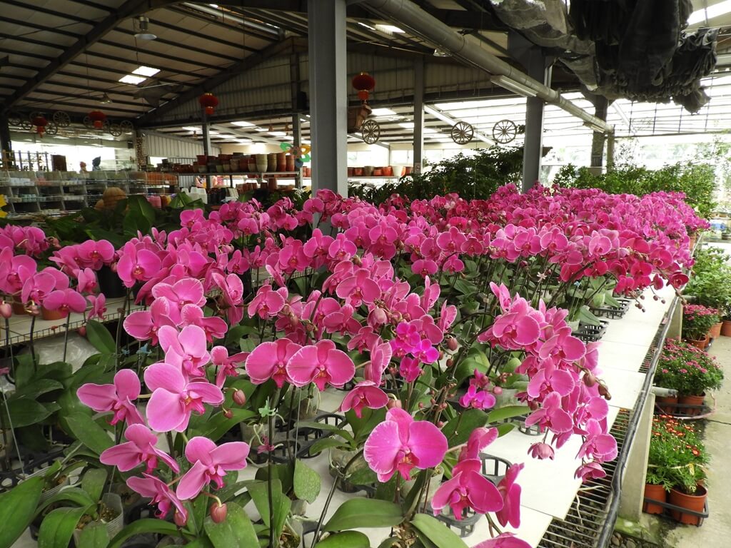 天御花園的圖片：整區漂亮的紫色蘭花展售區