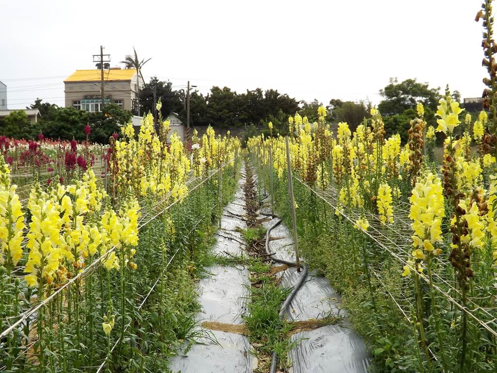 向陽農場的圖片：淺黃色金魚草花田走道