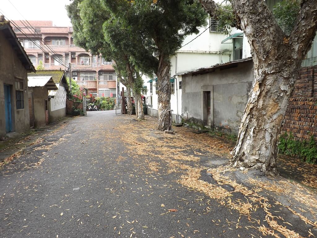 憲光二村的圖片：入口一排粗壯的白千層樹