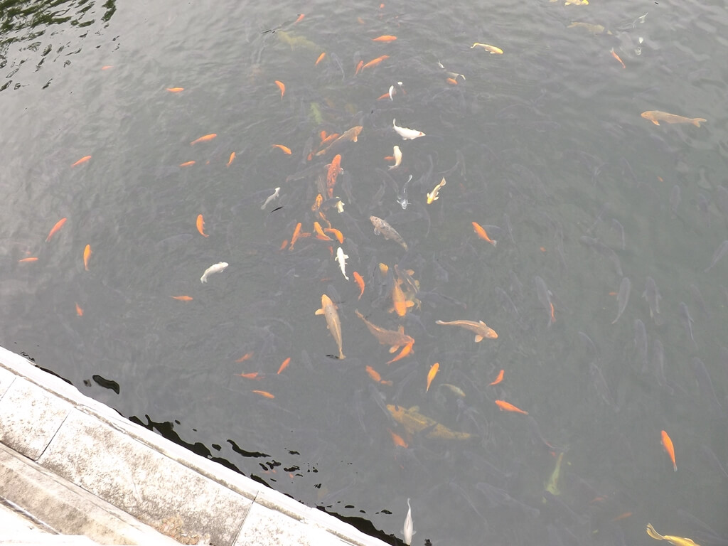 壽山巖觀音寺的圖片：錦鯉魚群（123659923）