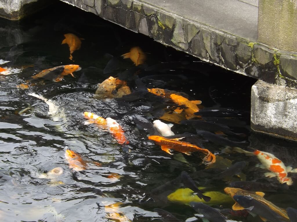 壽山巖觀音寺的圖片：錦鯉魚群（123659924）