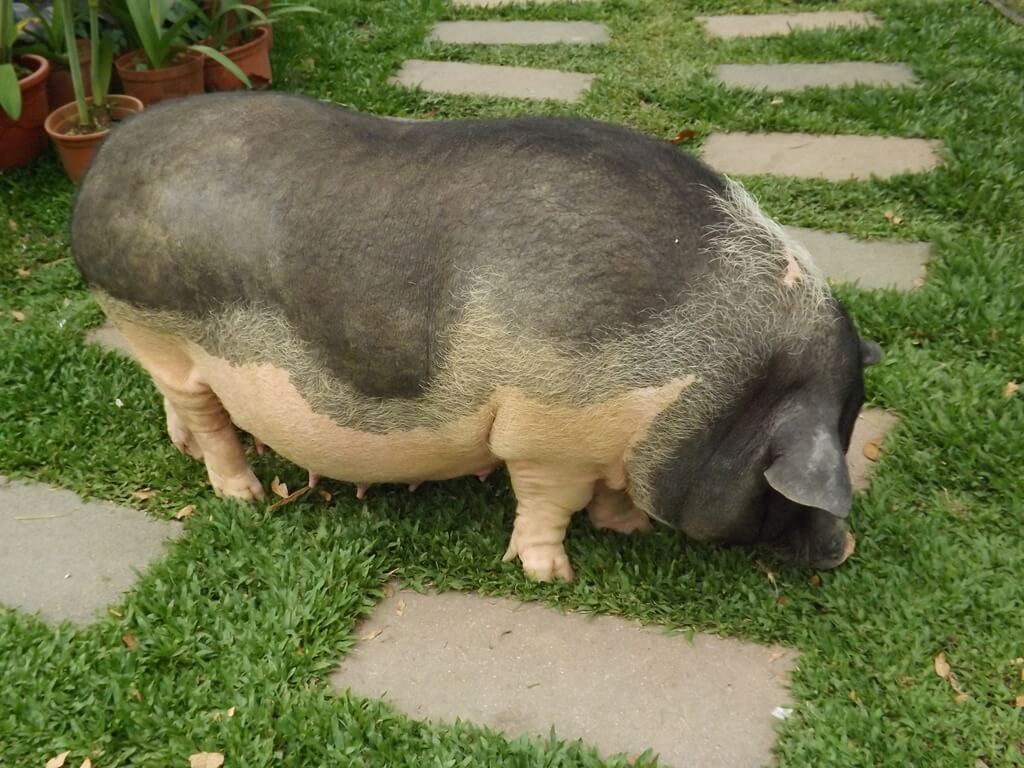 花開了休閒農場的圖片：非常大隻的麝香豬