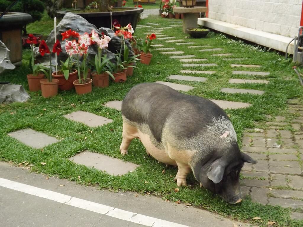 花開了休閒農場的圖片：麝香豬在草地上尋找什麼