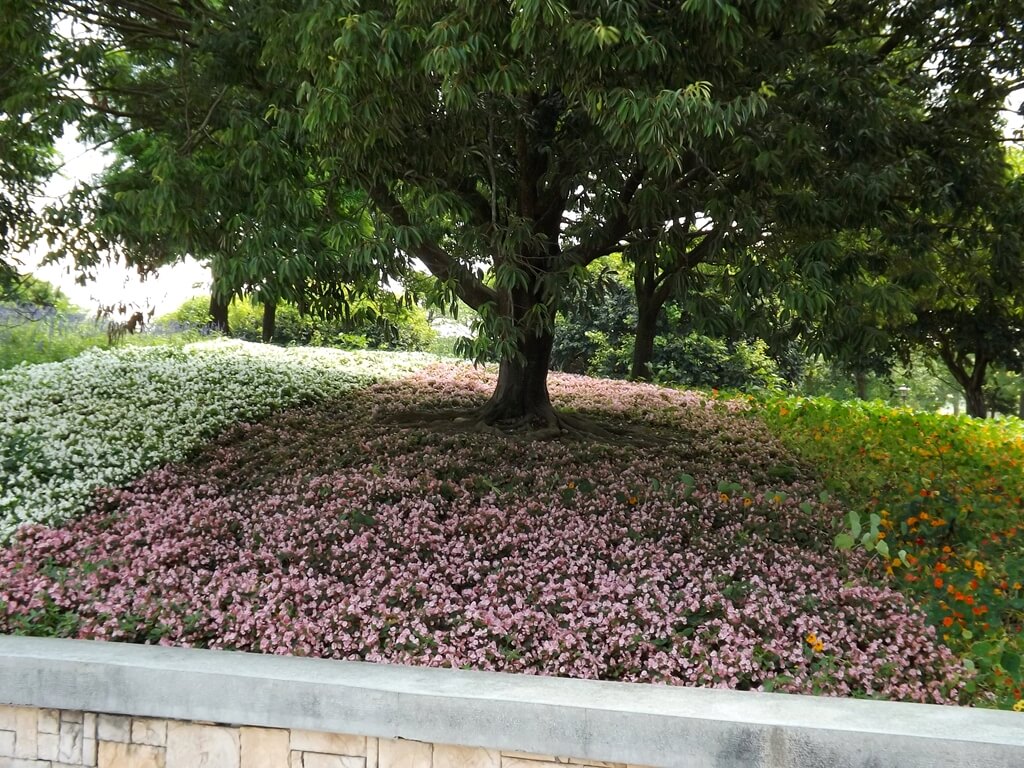 大溪埔頂公園的圖片：樹下的花圃高台都是草花，白色、淺紫色