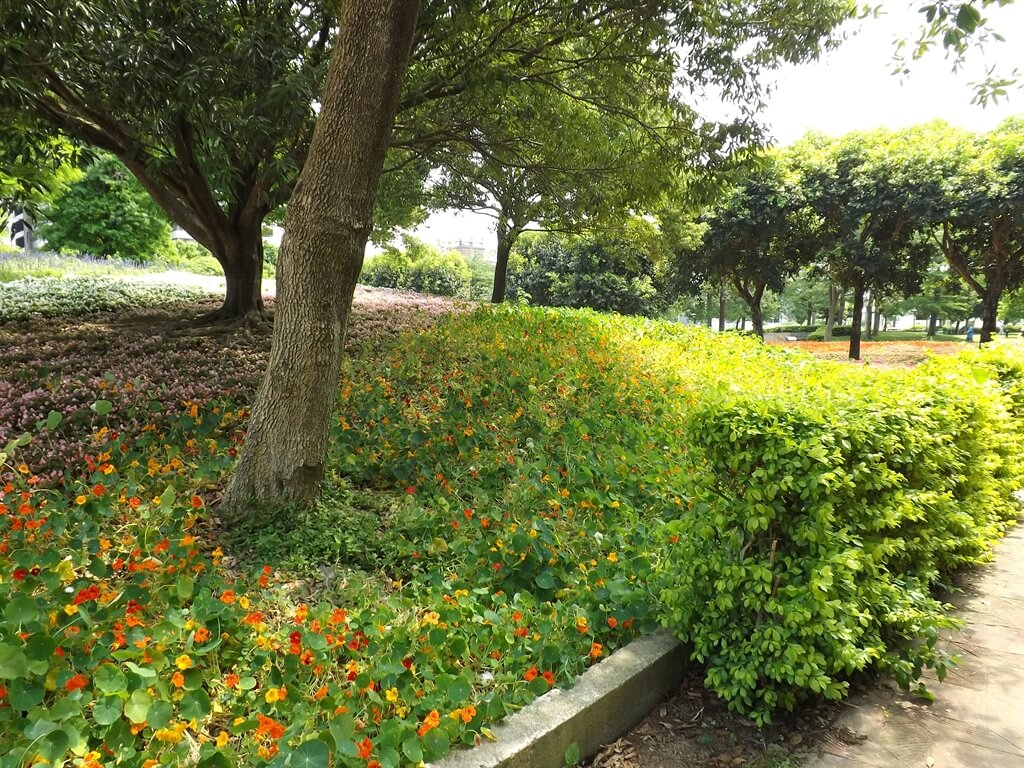 大溪埔頂公園的圖片：包圍樹幹的草花（123659984）