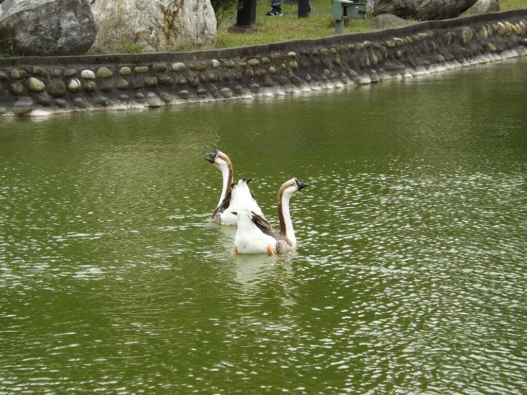 台塑企業文物館的圖片：長庚大學青蛙湖上的兩隻大鵝