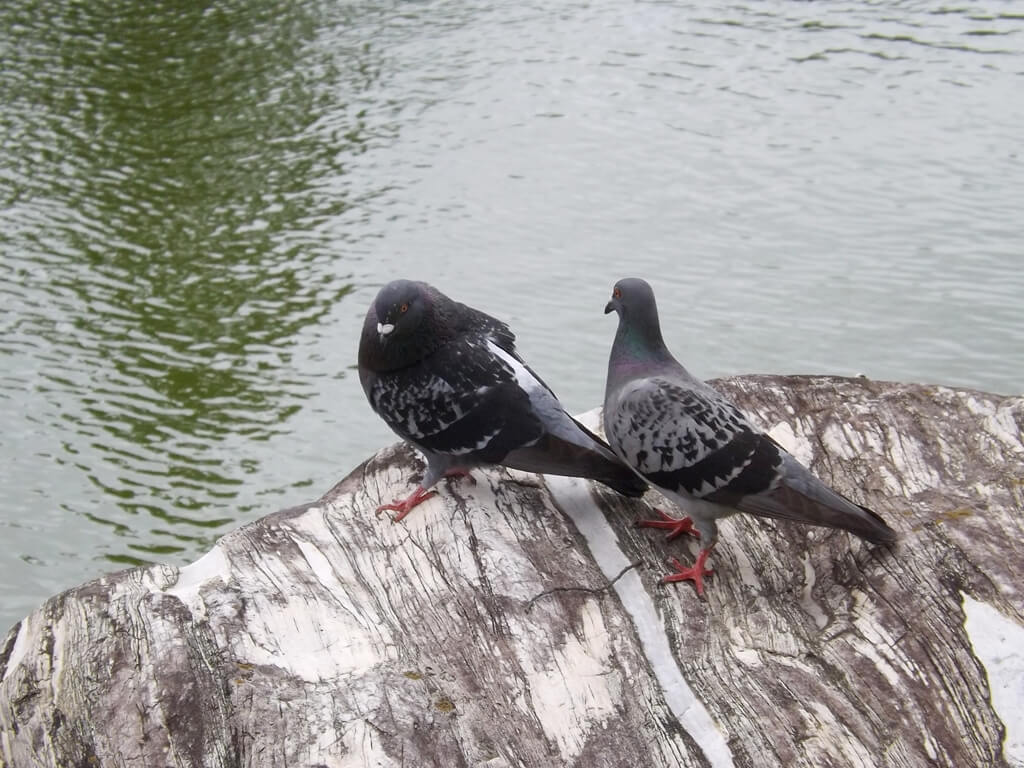 台塑企業文物館的圖片：青蛙湖旁的兩隻鴿子