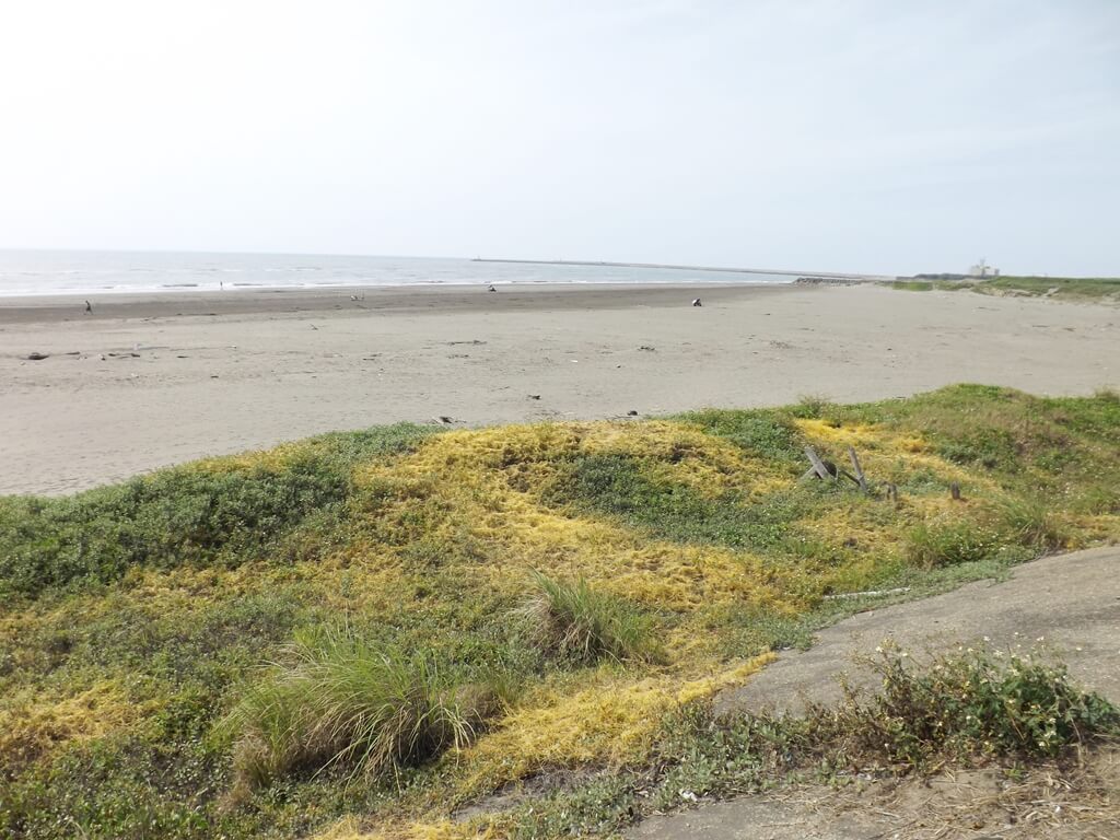 新竹海天一線看海區的圖片：沙灘邊黃色水藻與綠色草地混在一起