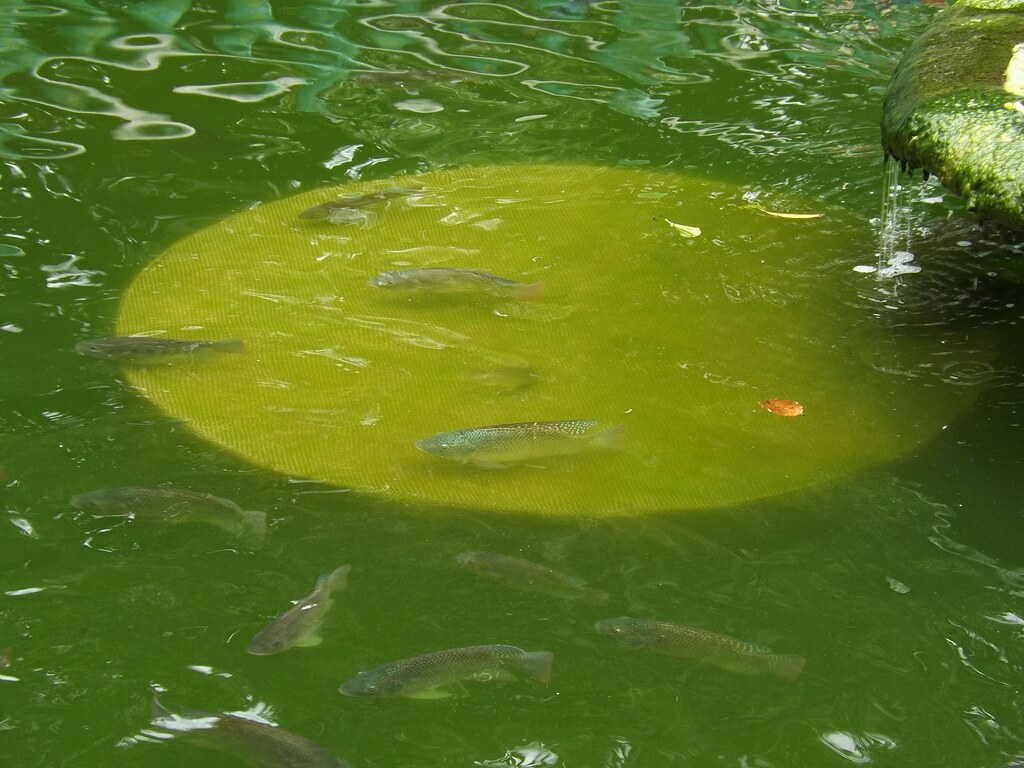 平鎮三崇宮的圖片：新榮公園水池裡有很多吳郭魚