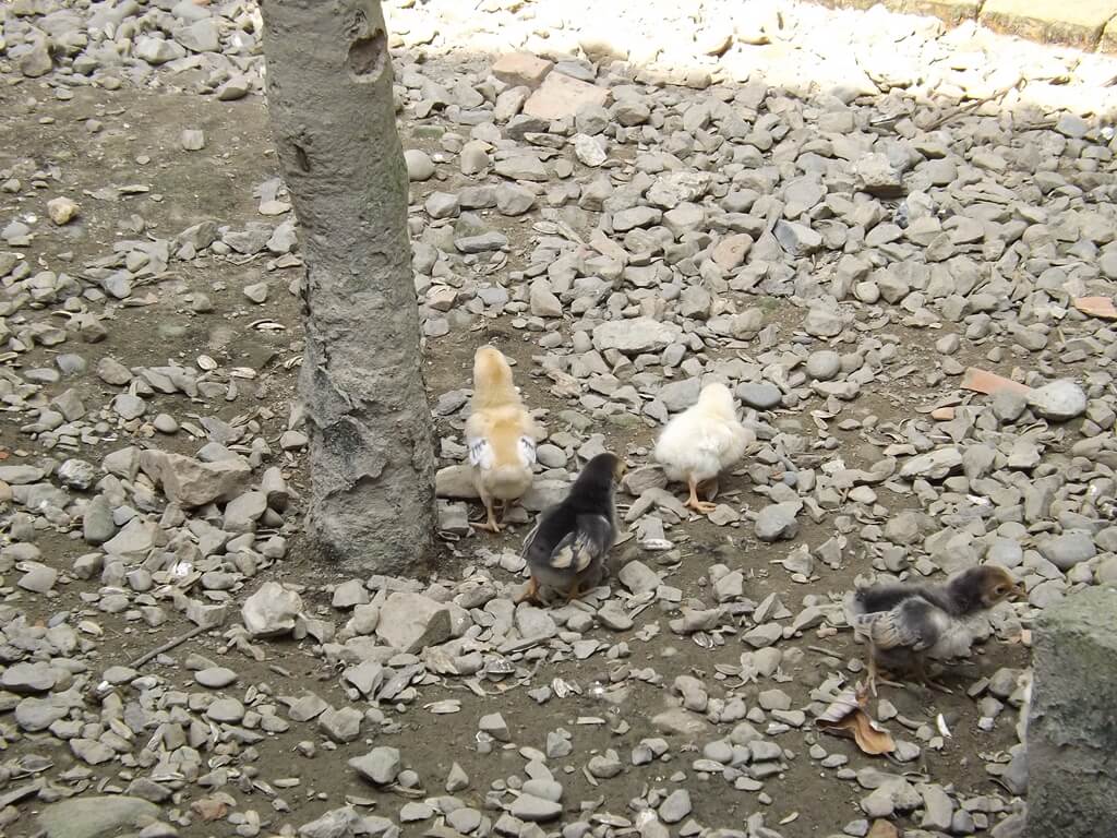 森林鳥花園（已停止營業）的圖片：大鳥籠地上的三隻小雞