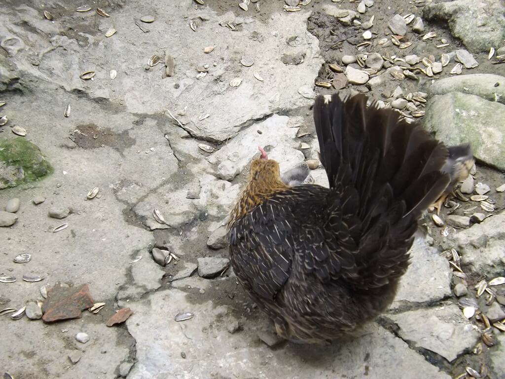 森林鳥花園（已停止營業）的圖片：黑羽毛的雞