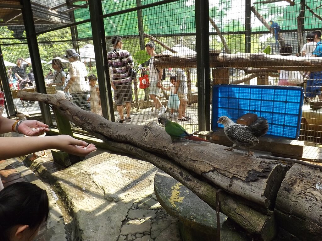 森林鳥花園（已停止營業）的圖片：小鸚鵡及小雞