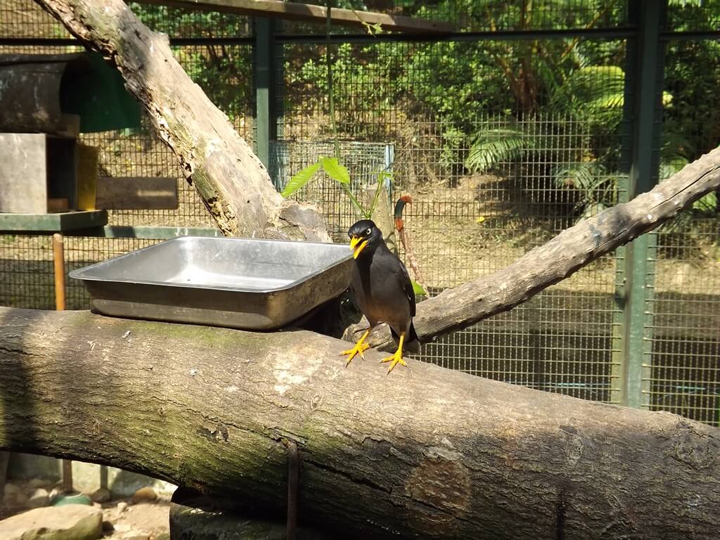 森林鳥花園（已停止營業）的圖片：黑色的黃嘴鳥