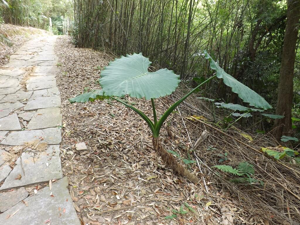 心鮮森林（已歇業）的圖片：竹林步道（123660218）