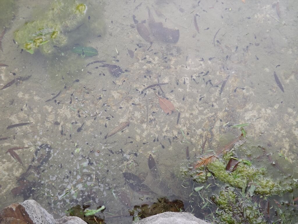 心鮮森林（已歇業）的圖片：水池裡有很多小蝌蚪