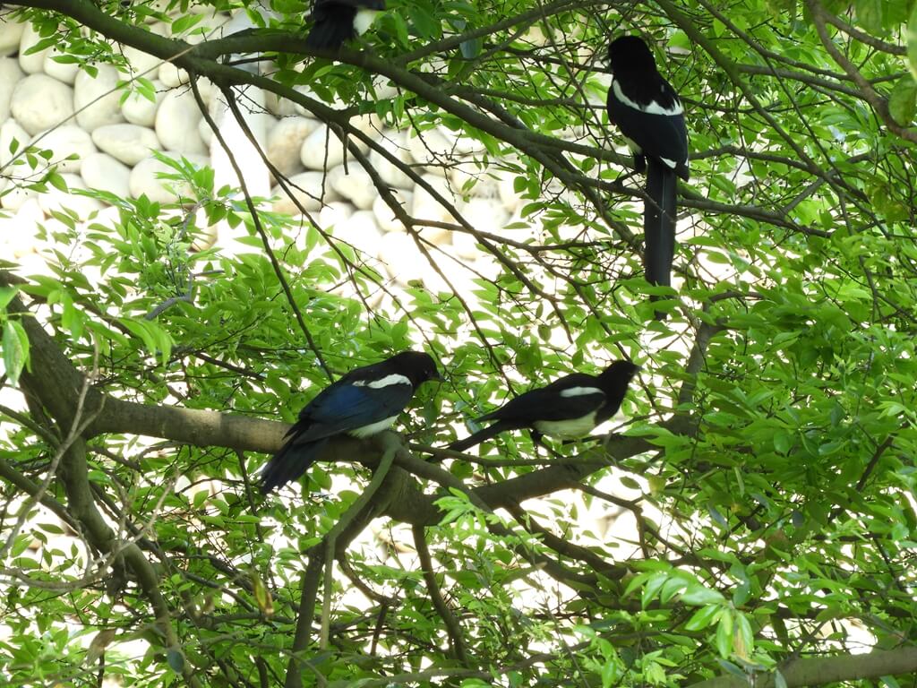 中壢老街溪步道的圖片：樹林間的鳥類