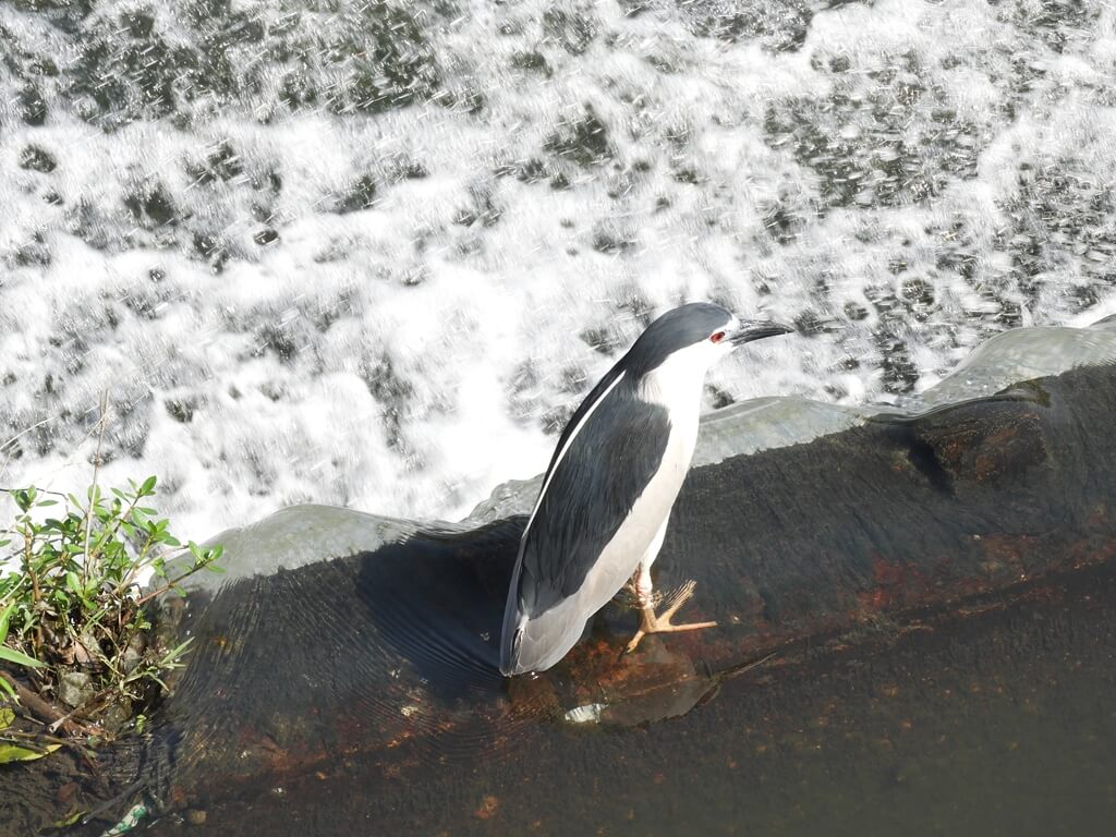 老街溪河岸公園的圖片：興南堰水壩上的水鳥
