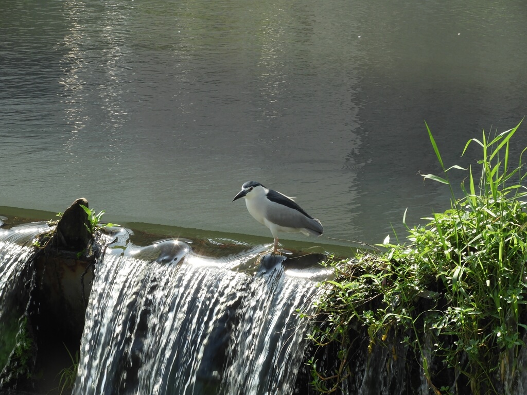 老街溪開蓋紀念廣場的圖片：興南堰水壩上的水鳥