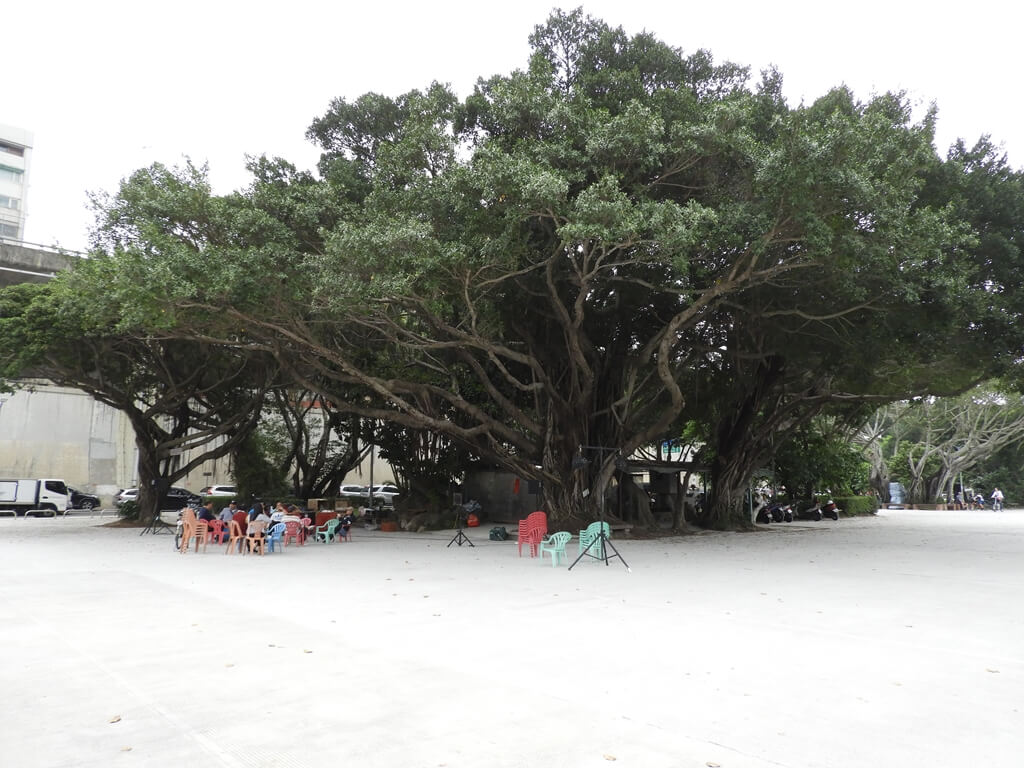延平河濱公園（台北市）的圖片：巨大的老樹