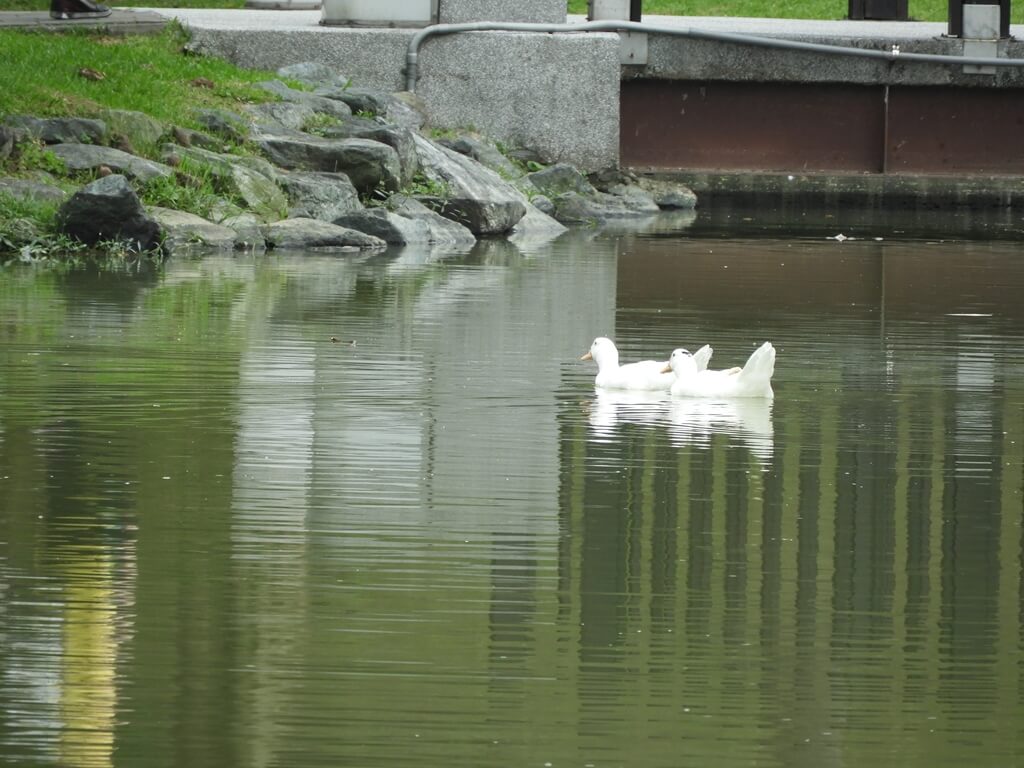 大湖公園（防災公園）的圖片：兩隻白色的鴨子