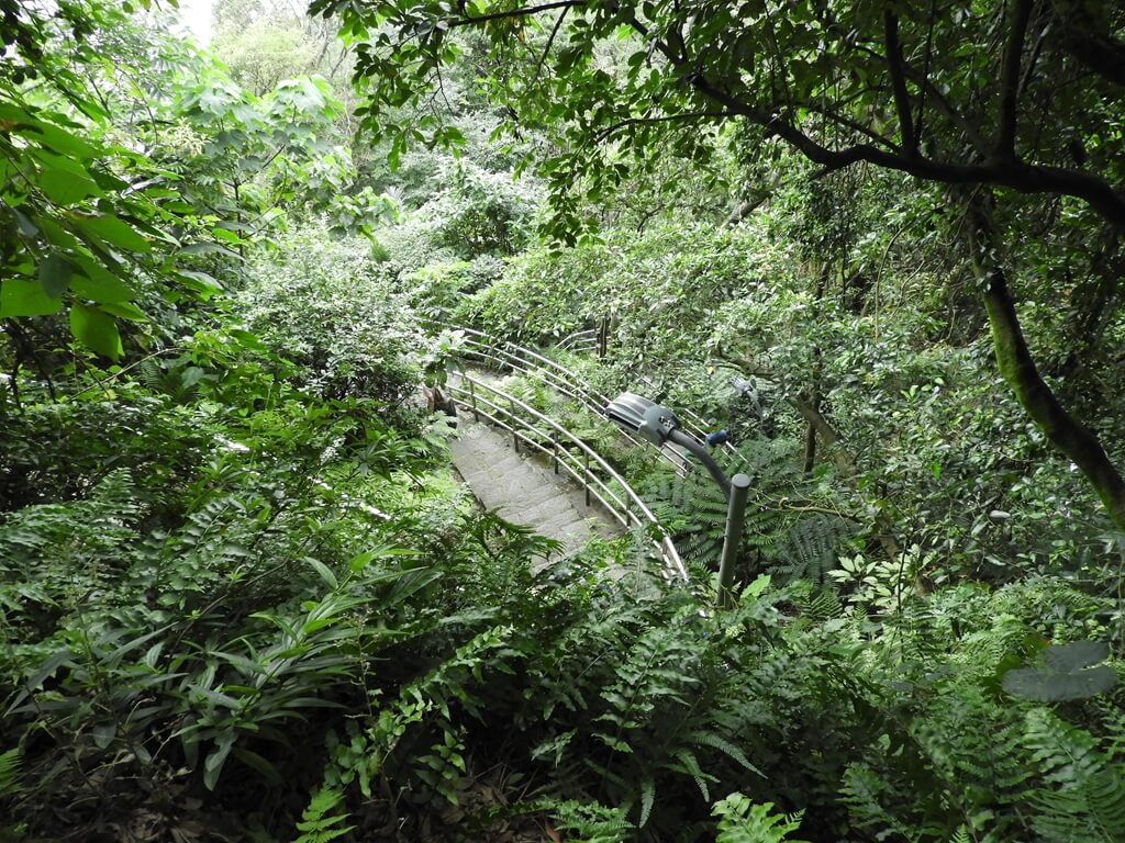 白鷺鷥山的圖片：樹叢間看下方的步道