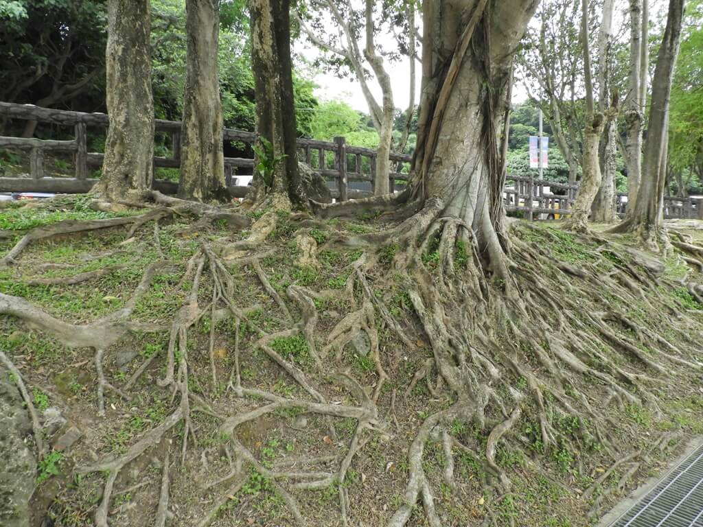 碧湖公園的圖片：錯綜複雜的老樹根
