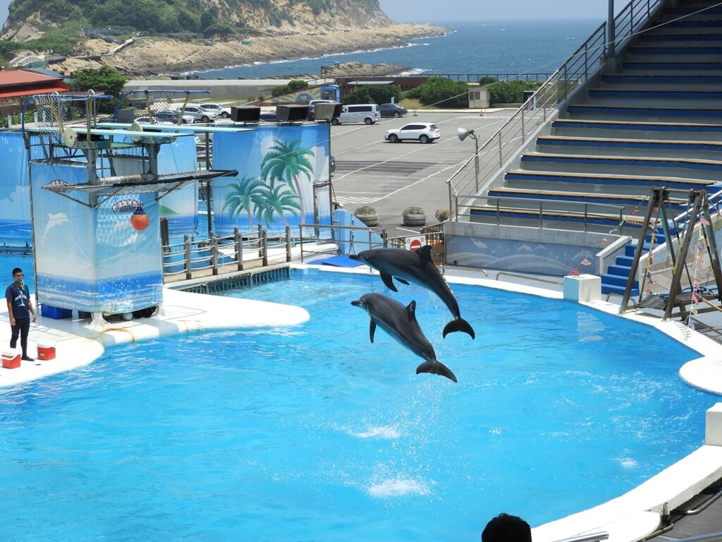 野柳海洋世界的圖片：海豚表演兩隻海豚向上跳