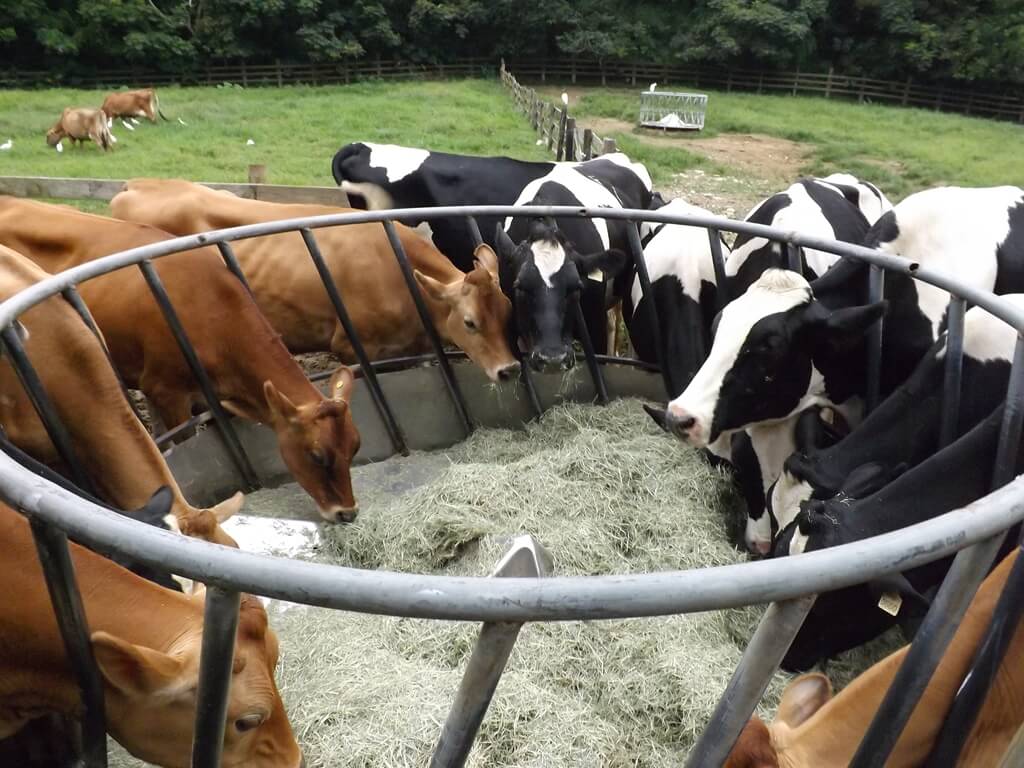 飛牛牧場的圖片：很多牛正在吃牧草