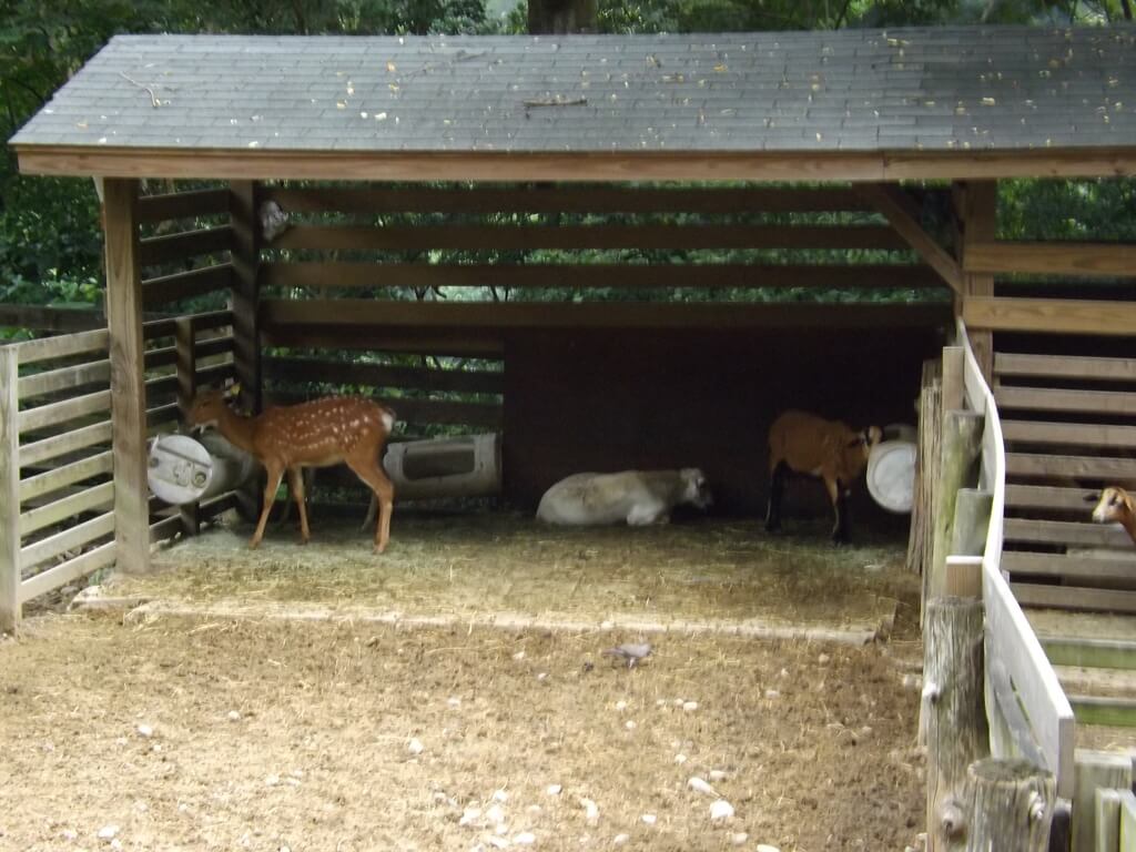 飛牛牧場的圖片：梅花鹿的家